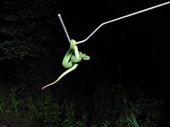 Trimeresurus insularis