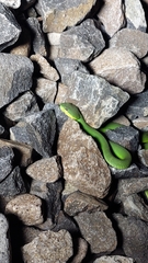 Trimeresurus insularis