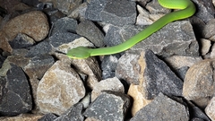 Trimeresurus insularis