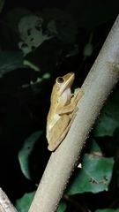 Polypedates leucomystax