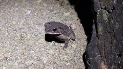 Duttaphrynus melanostictus