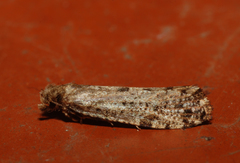 Morophaga choragella