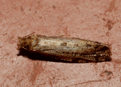 Morophaga choragella