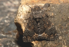 Catephia alchymista