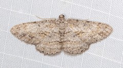 Psilalcis isombra