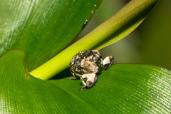 Eutyrhinus yayeyamanus