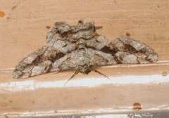 Peribatodes umbraria