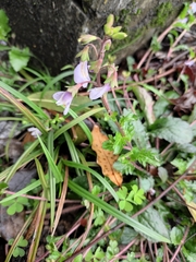 Mazus stachydifolius