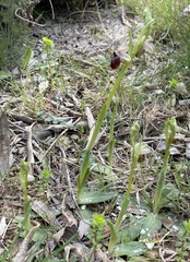 Ophrys sphegodes