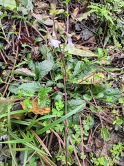Mazus stachydifolius