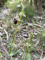 Ophrys sphegodes