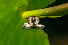 Eutyrhinus yayeyamanus