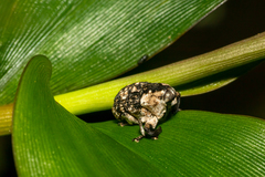 Eutyrhinus yayeyamanus