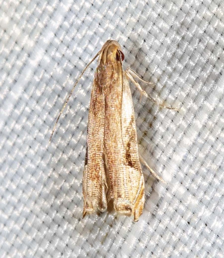 Idiophantis habrias