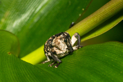 Eutyrhinus yayeyamanus