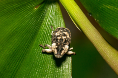 Eutyrhinus yayeyamanus