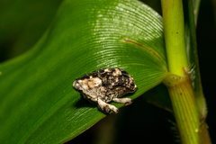 Eutyrhinus yayeyamanus