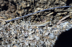 Trachylepis acutilabris