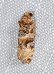 Lobesia physophora