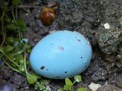 Copsychus mindanensis