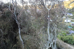 Coprosma crassifolia