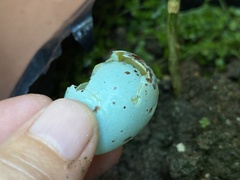 Copsychus mindanensis