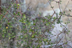 Coprosma crassifolia