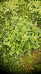 Blitum bonus-henricus