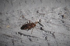 Chinamiris indeclivis