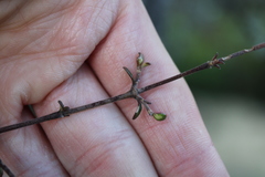 Coprosma crassifolia