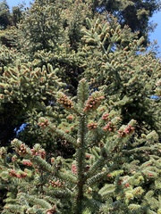 Abies pinsapo pinsapo
