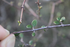 Coprosma crassifolia