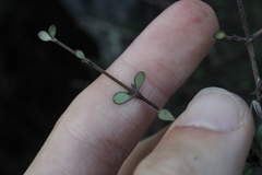 Coprosma crassifolia