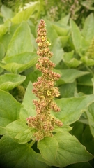 Blitum bonus-henricus