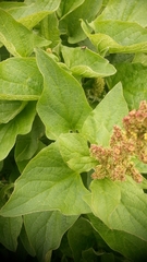 Blitum bonus-henricus