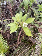 Lysimachia glutinosa