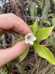Lysimachia glutinosa