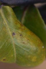 Phyllosticta camelliae