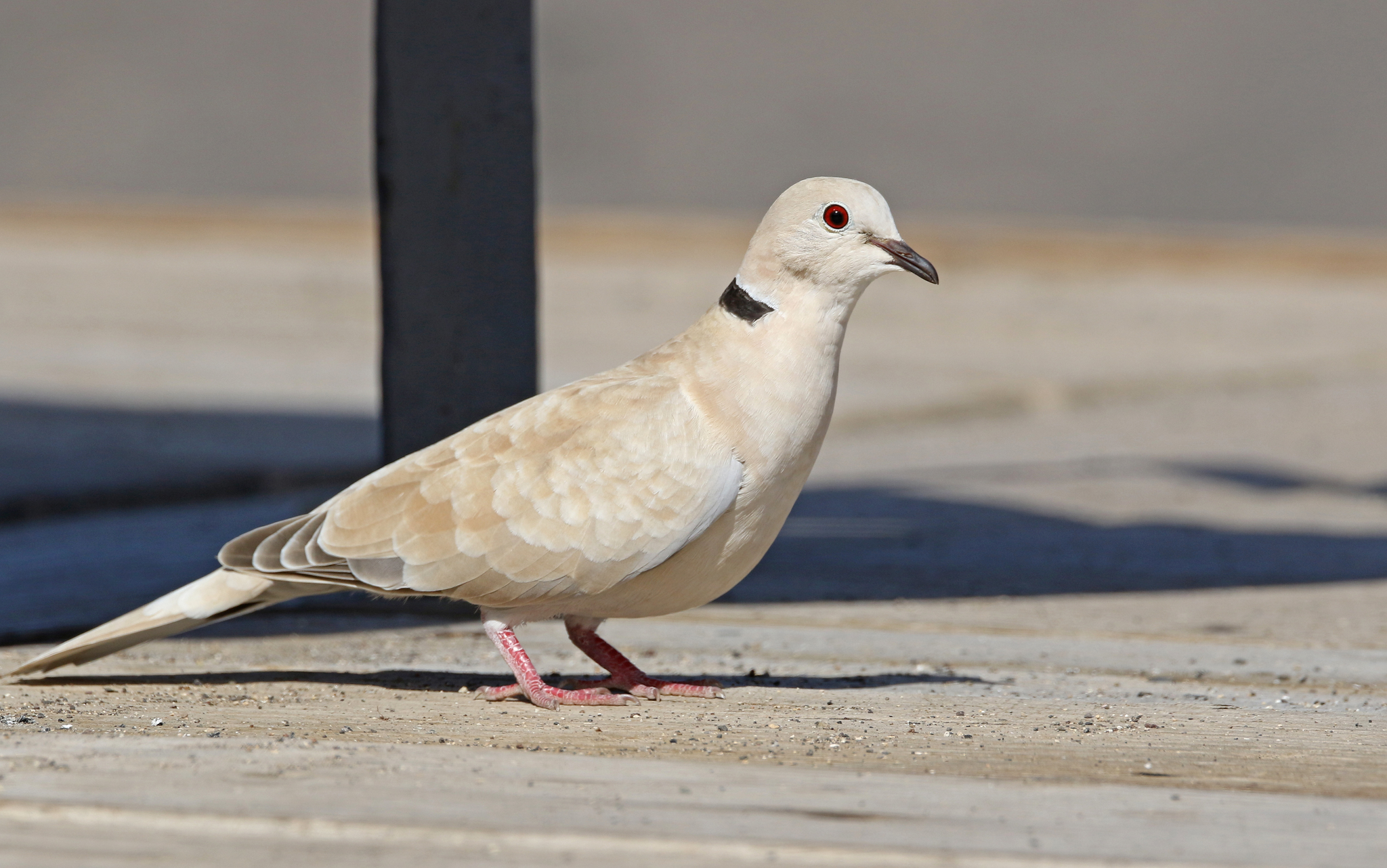 African Collared Dove (Streptopelia roseogrisea)