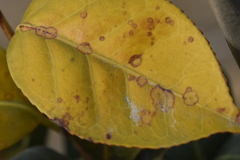 Phyllosticta camelliae