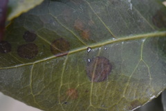 Phyllosticta camelliae