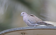 Streptopelia decaocto