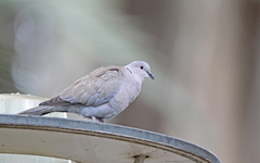 Streptopelia decaocto