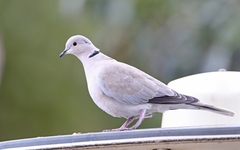 Streptopelia decaocto