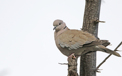 Streptopelia decaocto