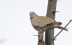 Streptopelia decaocto