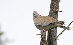 Streptopelia decaocto