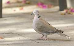 Streptopelia