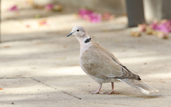 Streptopelia