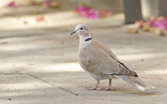 Streptopelia